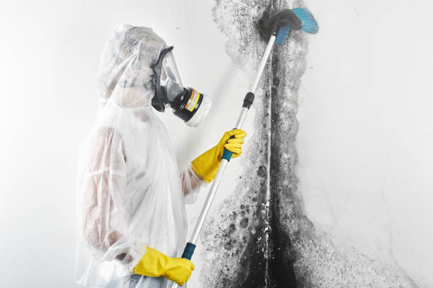 Best HVAC Mold Inspection and Cleaning  in Ladd, IL