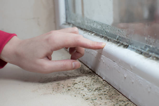 Best Basement Mold Removal  in Ladd, IL